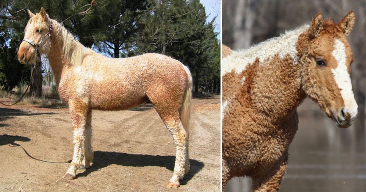American Bashkir Curly Horses